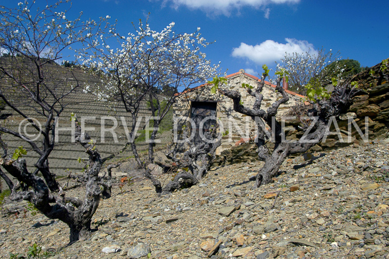 0500 BANYULS 