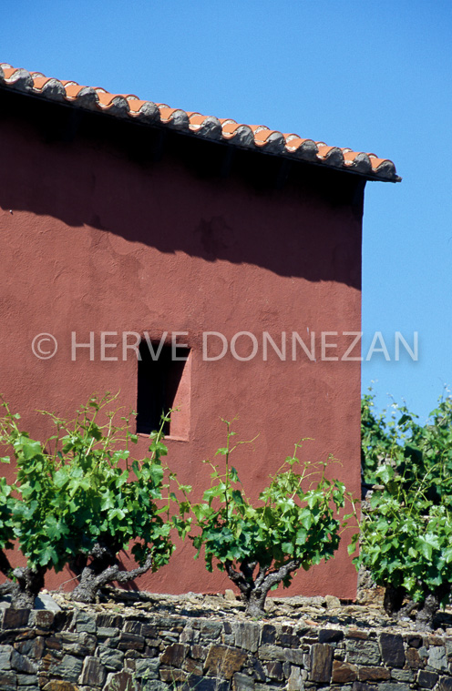 0539_26526 CASOT ROSE COLLIOUR
