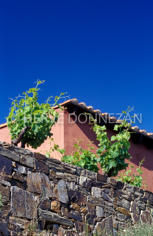 0545 CASOT ROSE 