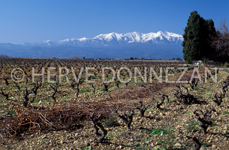 0555 CANIGOU VIGNE HIVER_A4