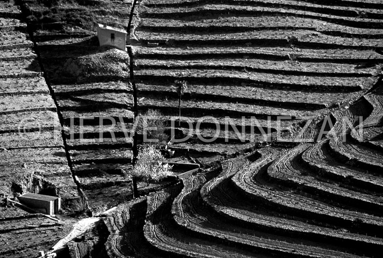 0579_21849_COLLIOURE_VIGNES