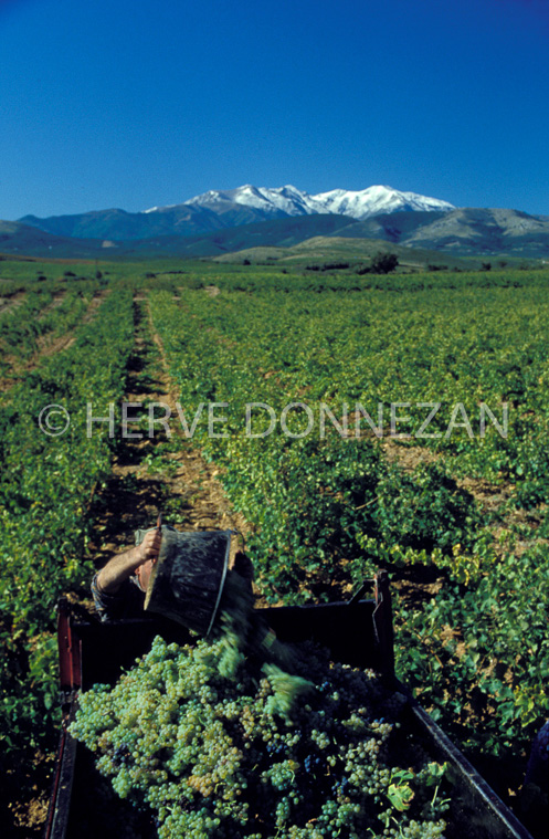 0652_19993_ASPRES VENDANGES