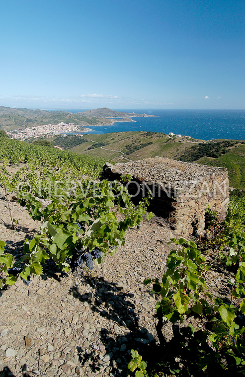 0855_5827 BANYULS VUGNES_VIGNES_BORIE 
