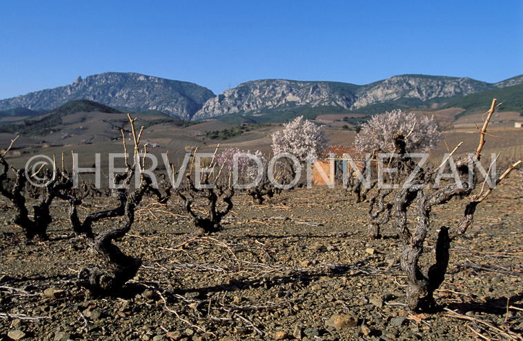 0932_16305FENOUILLEDES VIGNES_