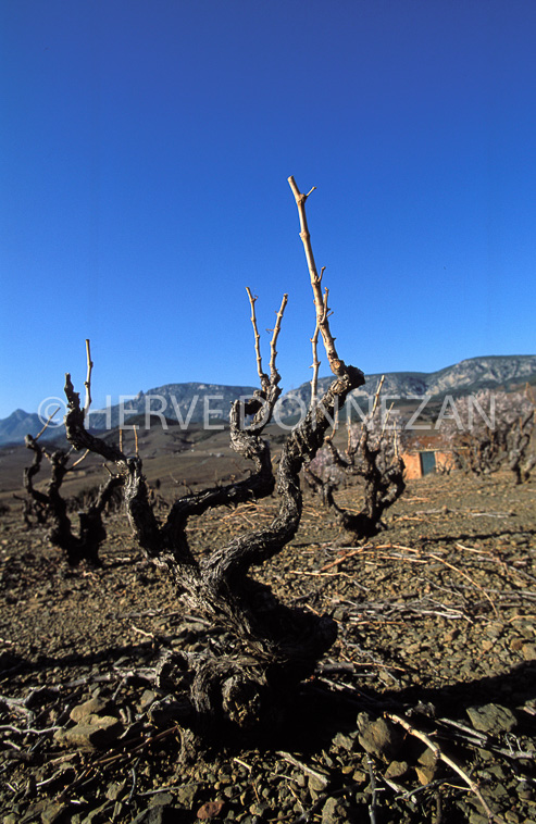 0933_16306FENOUILLEDES VIGNES_