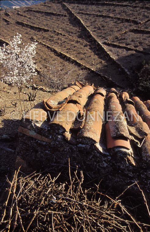 0938_16320  BANYULS CASOT VIGNES_