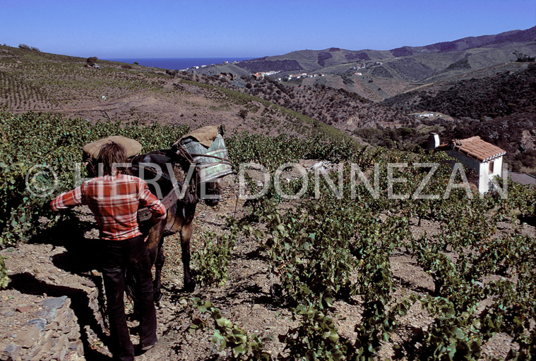 1111_22274_BANYULS MULET_