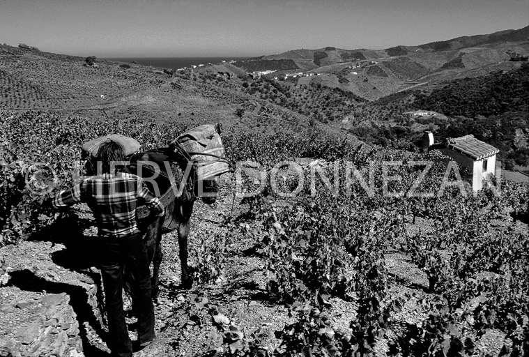 1111_22274_BANYULS MULET_BN