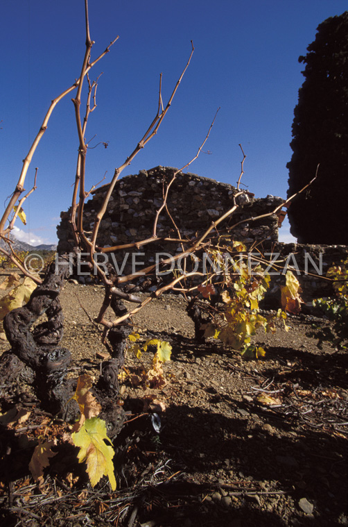 1158_19245_CASOT_FENOUILLEDES_