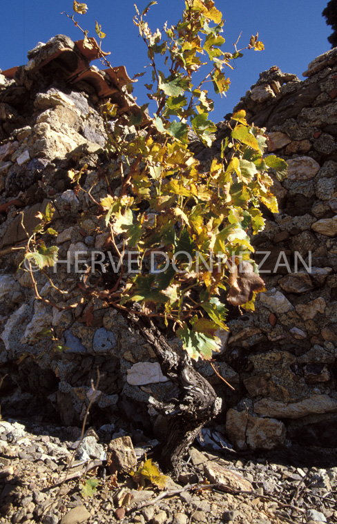 1162_19250_CASOT_FENOUILLEDES_