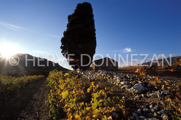 1186_19286_CASOT_VIGNES_FENOUILLDES