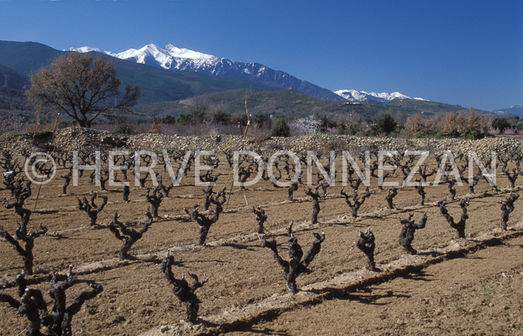 1271_21495_VIGNE_CANIGOU