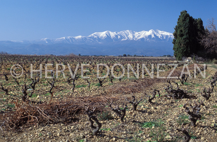 1297_21553_VIGNE_CANIGOU_CYPRES