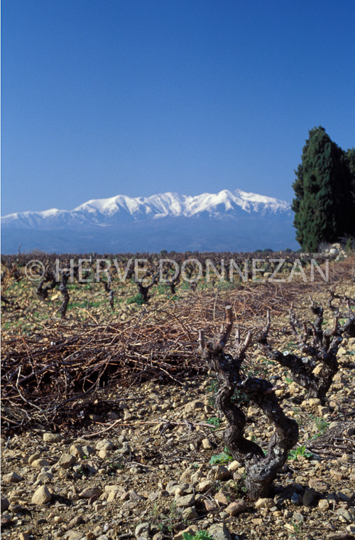 1298_21554_VIGNE_CANIGOU_CYPRES