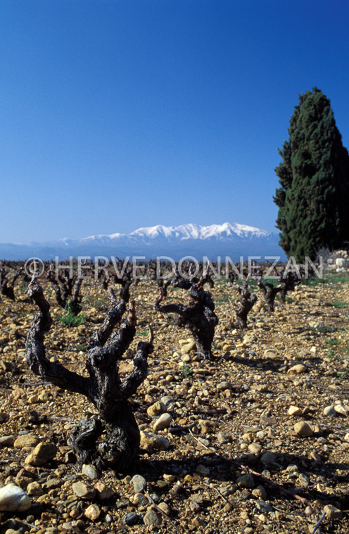 1301_21557_CEP_CANGOU_CYPRES