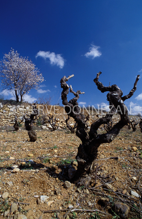 1303_21559_CEP_AMANDIER_A4
