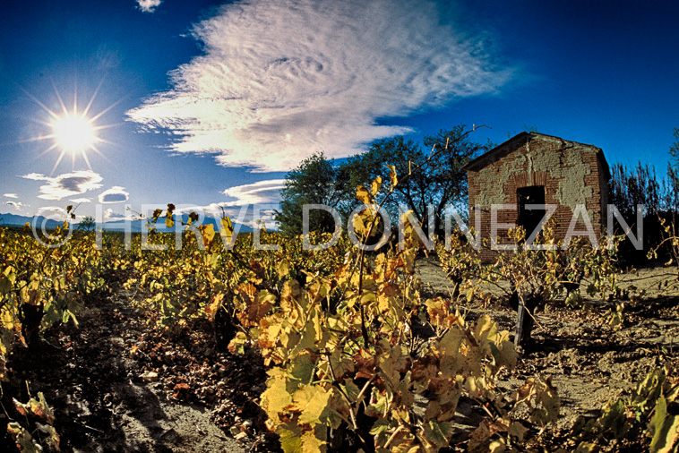 1363_22076 ASPRES VIGNES_HDR4