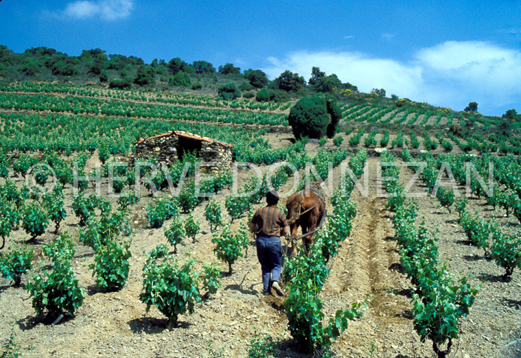 1519_26371_LABOUR_CORBIERES_