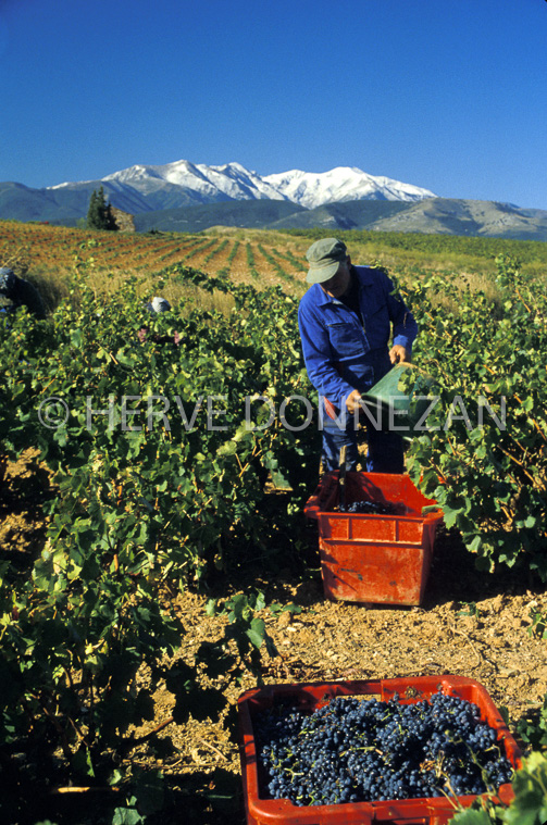 1534_26393-ASPRES-VENDANGES CANIGOU
