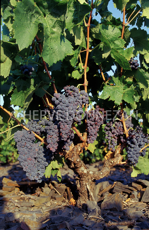 1600_27809-GRAPPE ESPARROU