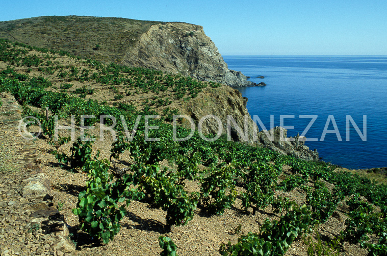 1609_28081_VIGNES_BANYULS