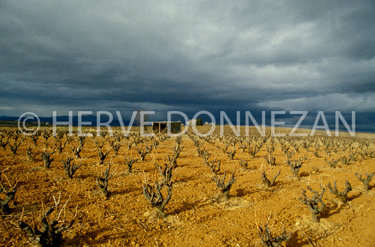 1689_21776 VIGNE ORAGE_