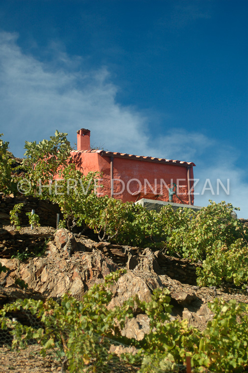 1798_48147_CASOT ROSE