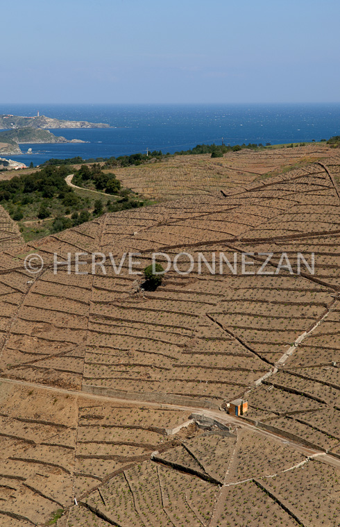 1805-49125-BANYULS-