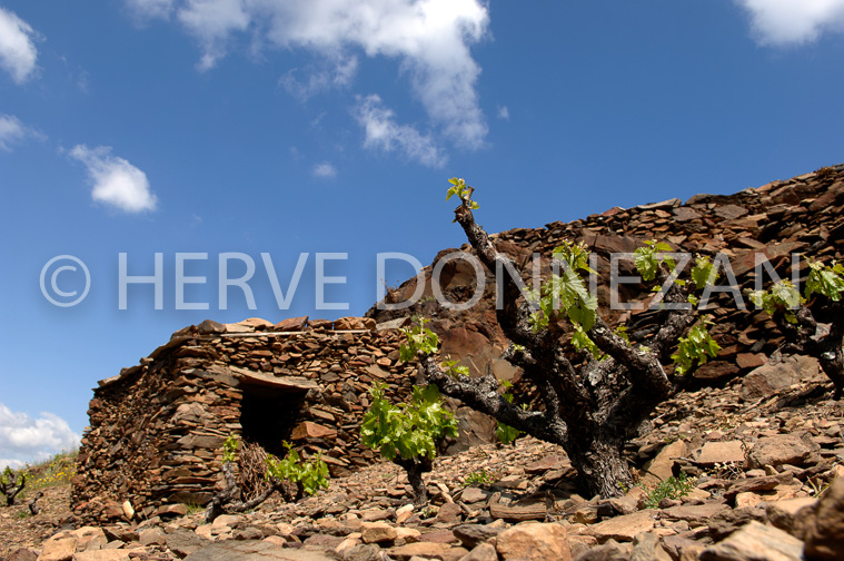 1808_49111_BANYULS_CAST_