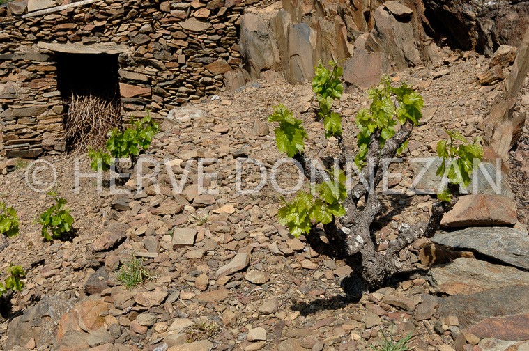 1809_49090_BANYULS_CASOT_