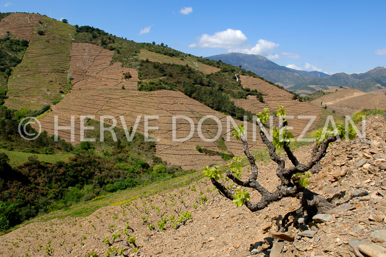 1811_49070_BANYULS_CASOT_A4