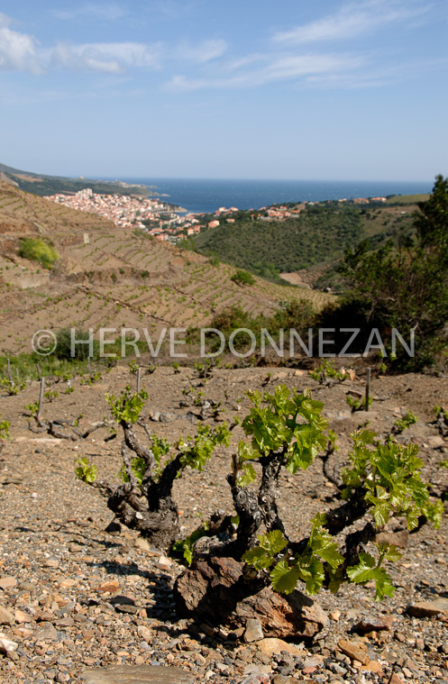 1835_49056_BANYULS