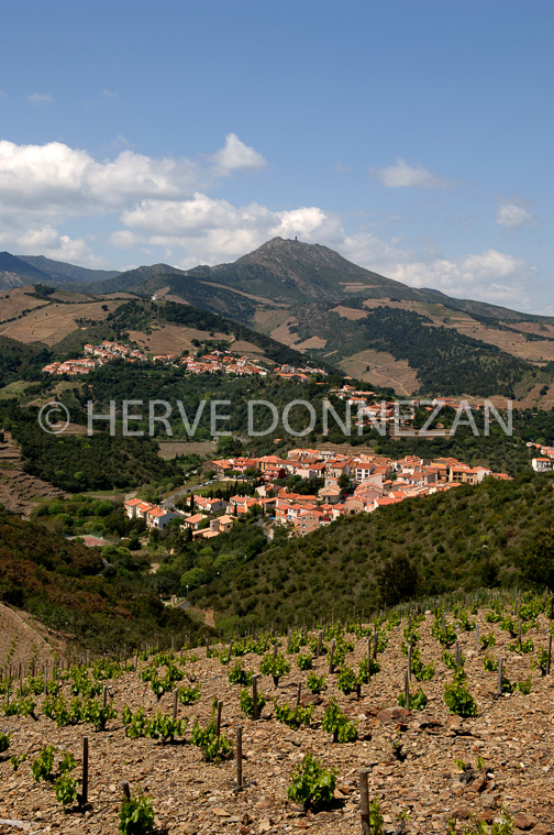 1836_49225PUIG DEL MAS