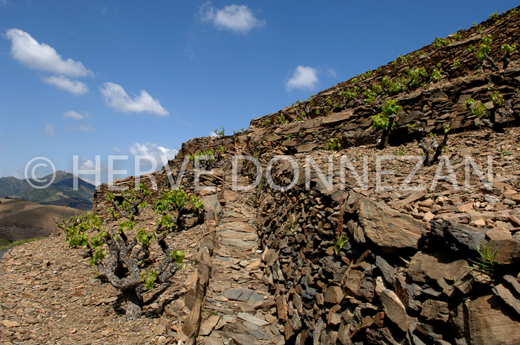 1840_49081_BANYULS_