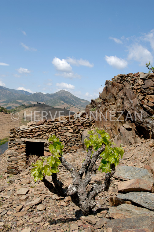 1841_49093_CASOT_BANYULS_
