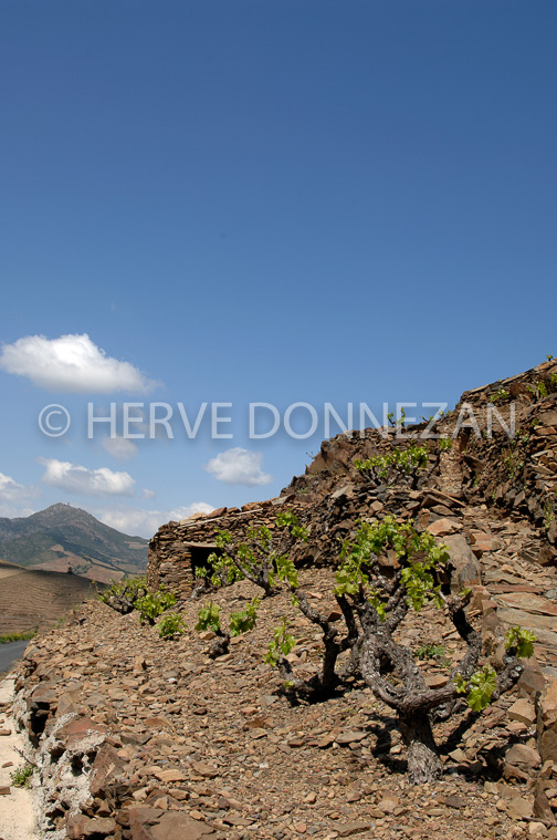 1842_49123_CASOT_BANYULS_