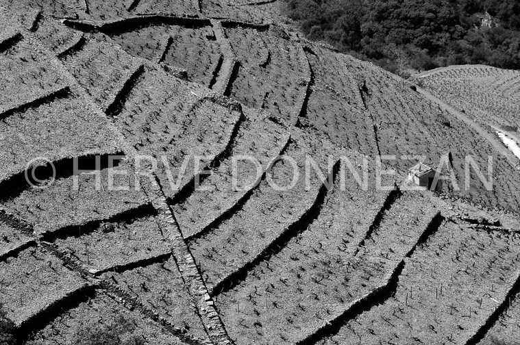 1843_49132_BANYULS_VIGNES_BN