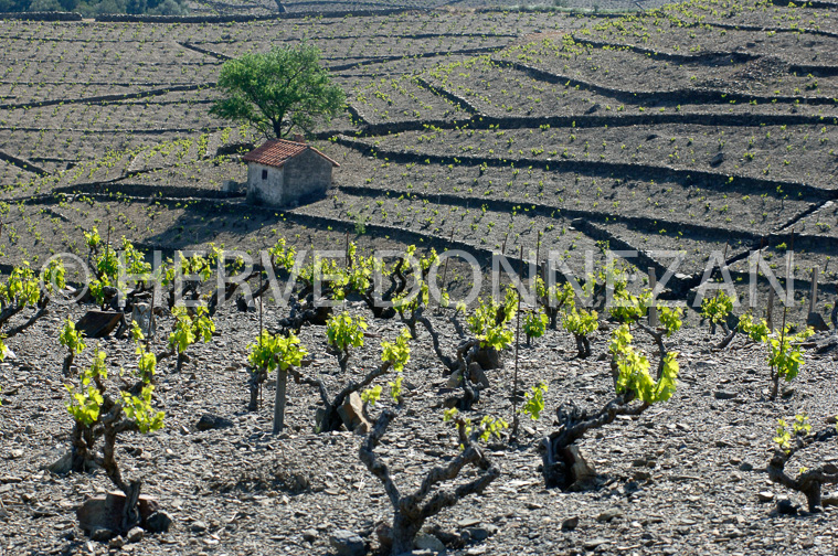 1845-49149_CASOT_BANYULS_
