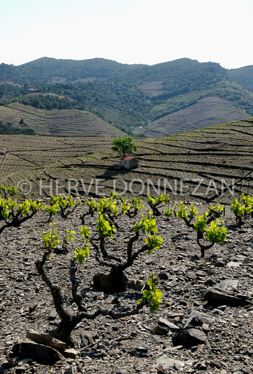 1846_49162_CASOT_BANYULS_