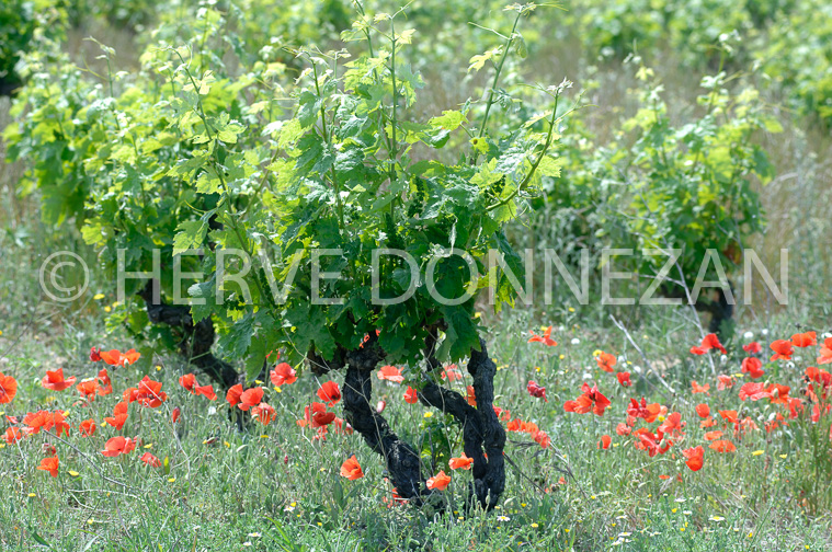 1862_50000_COQUELICOT