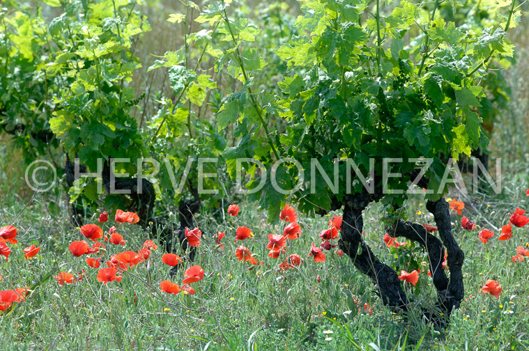 1863_50055_COQUELICOTS