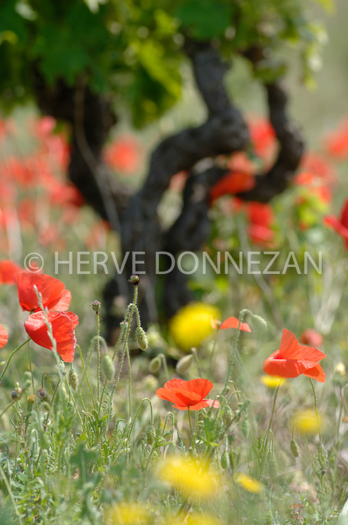 1866_50045_COQUELICOT