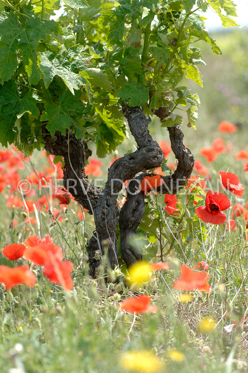 1868_50043_COQUELICOT