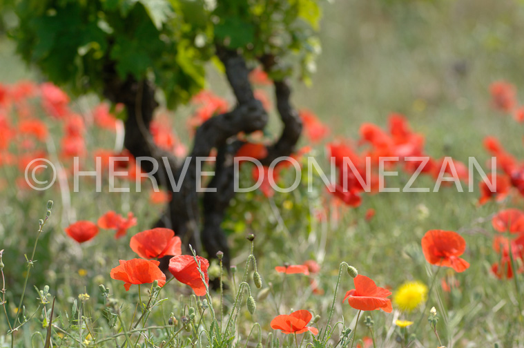 1870_50041_COQUELICOTS