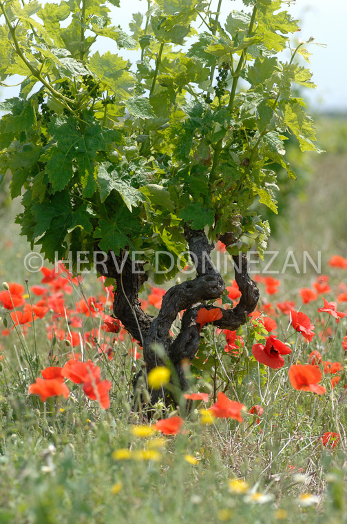 1871-50037_CEP_COQUELICOT