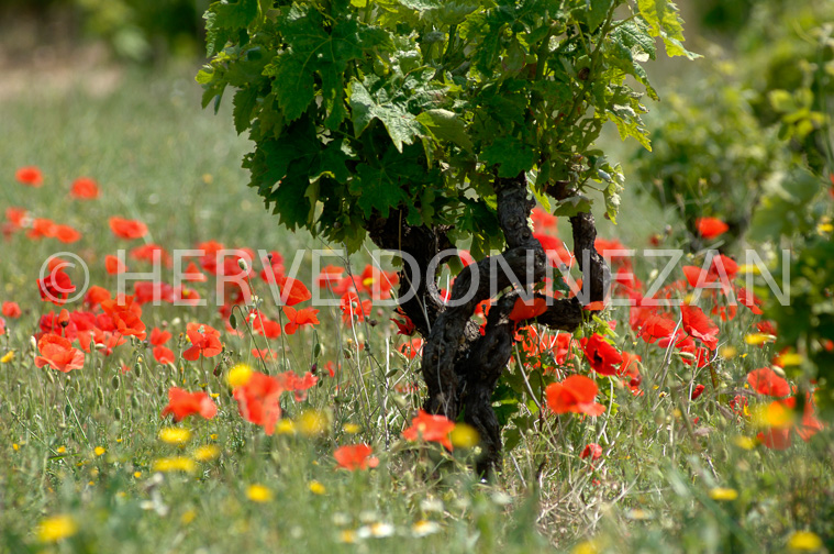 1872_50033_COQUELICOT_CEP