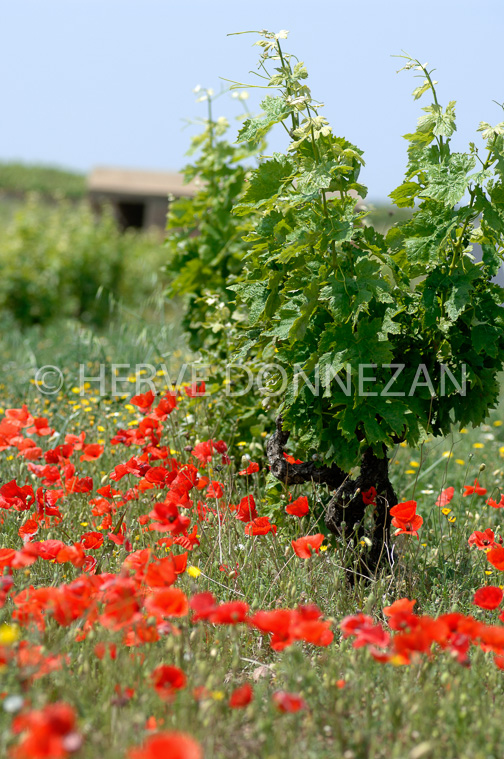 1874_50009CEP_COQUELICOT