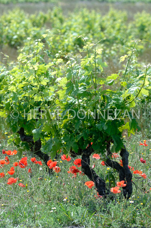1875_50002_CEP_COQUELICOT
