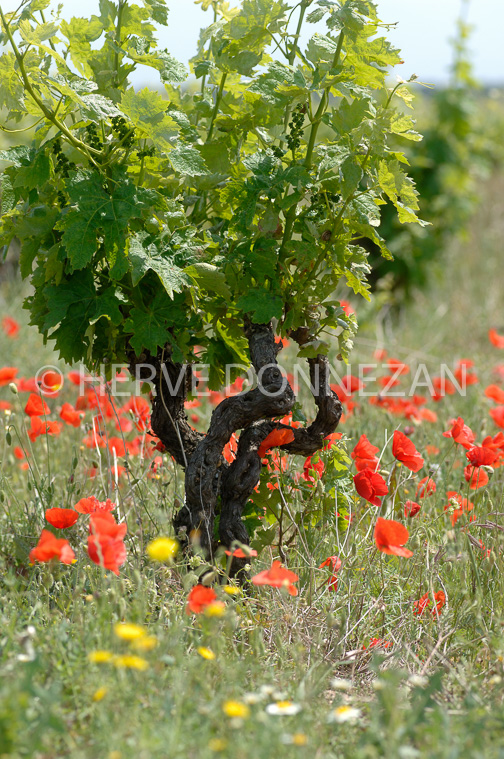 1877_50026_CEP_COQUELICOTS