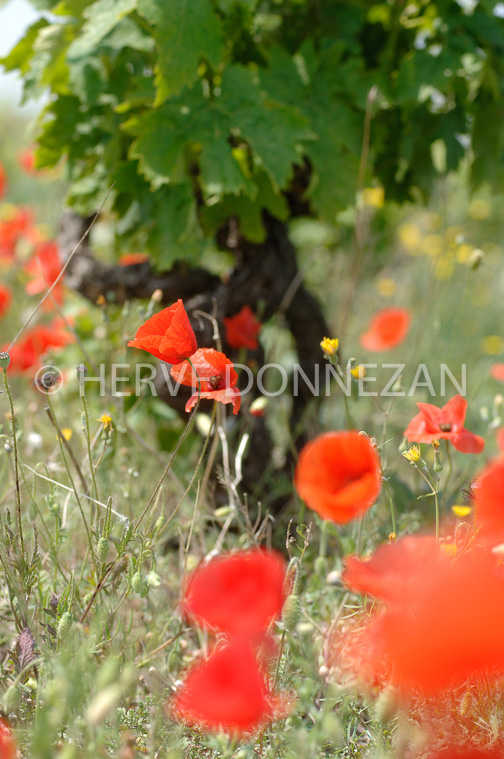 1880_50022_CEP_COQUELICOT